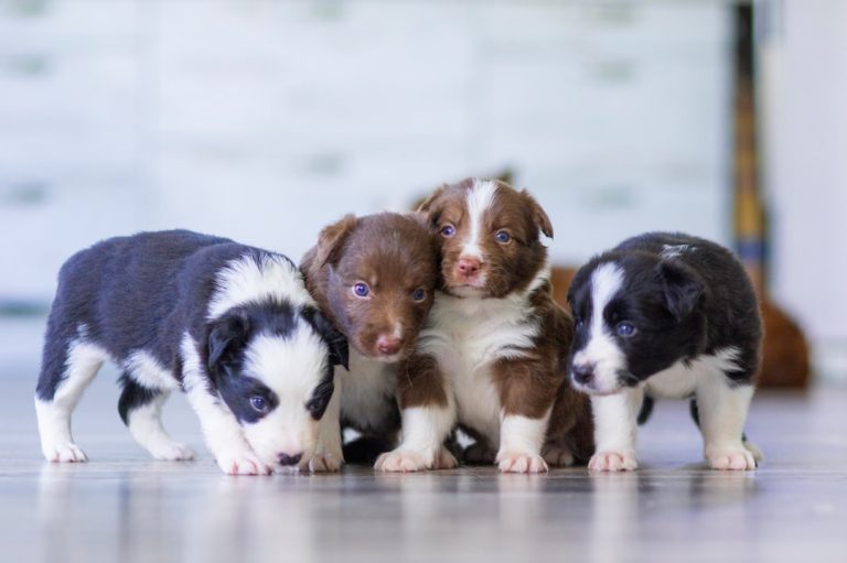 Photo puppies, breeding